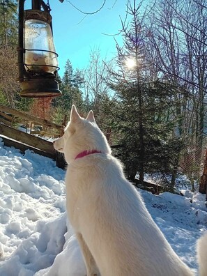 Property grounds - Domaine les lodges nature,private wellness, chalet de luxe en pleine nature (Soultzeren)