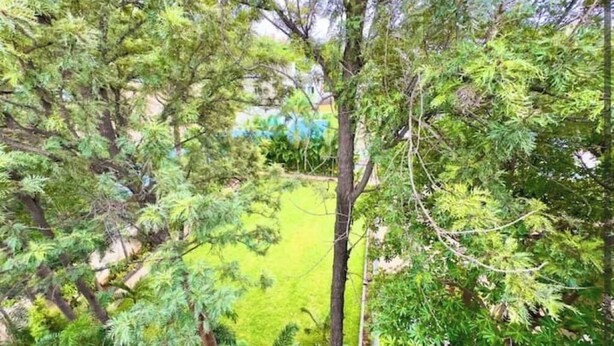 Un giardino rigoglioso con vegetazione fitta e un sentiero ben definito.