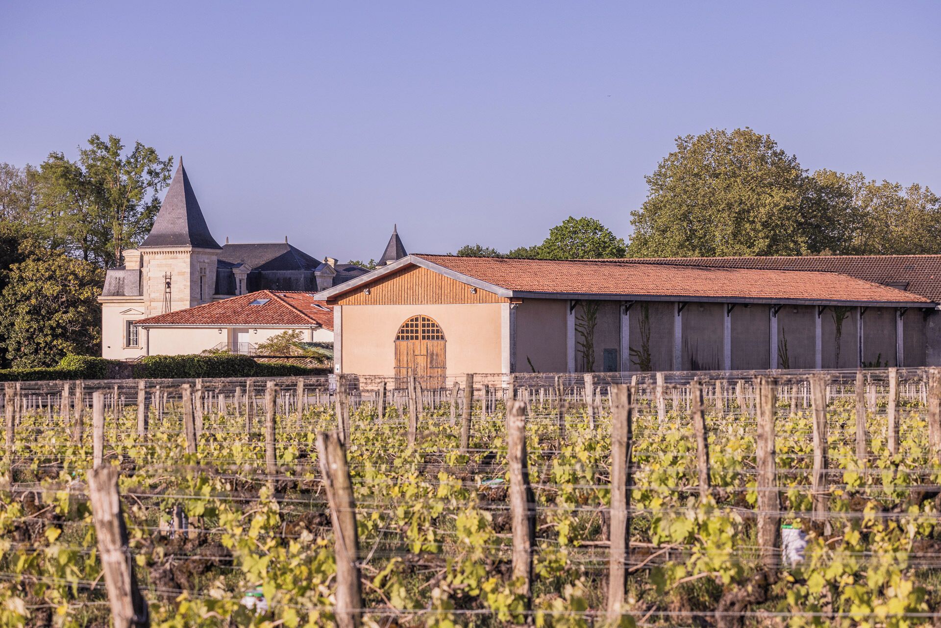 A vineyard with rows of grapevines, a building with a tiled roof, and a church with a steeple in the background.