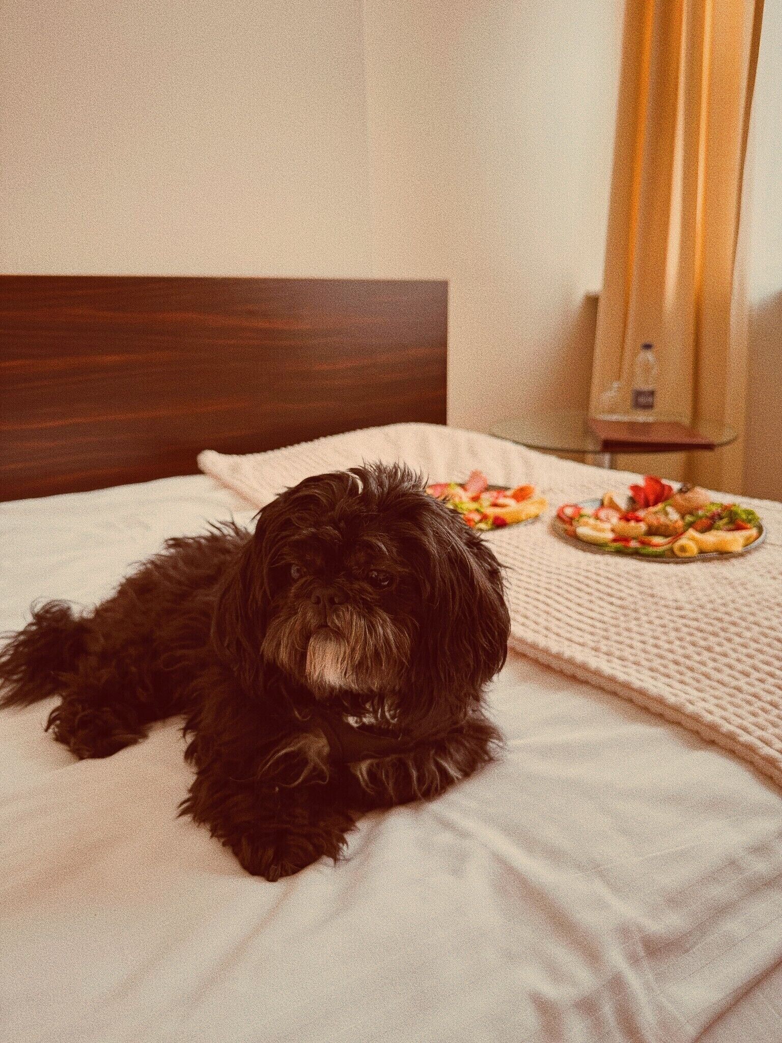Een hond ligt op een bed met een bord eten ernaast.