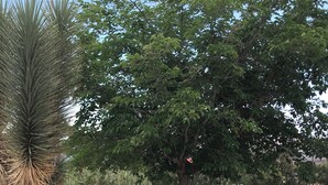 Ein Wüstenpflanzengarten mit verschiedenen Kakteen und einem großen Baum.