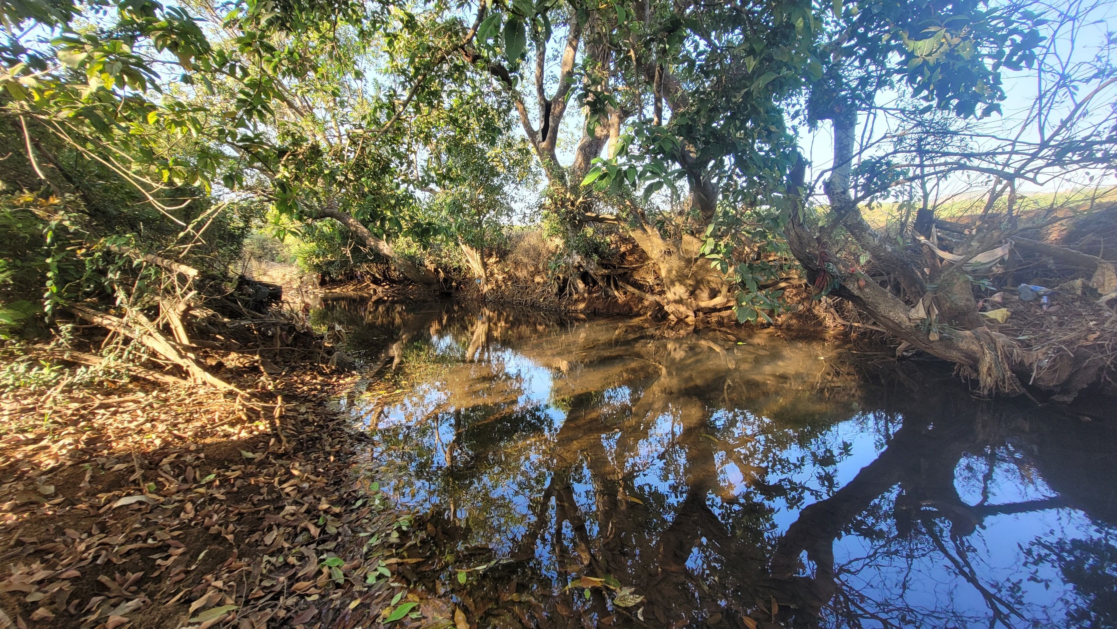A natural landscape with a calm water body surrounded by dense foliage and trees.