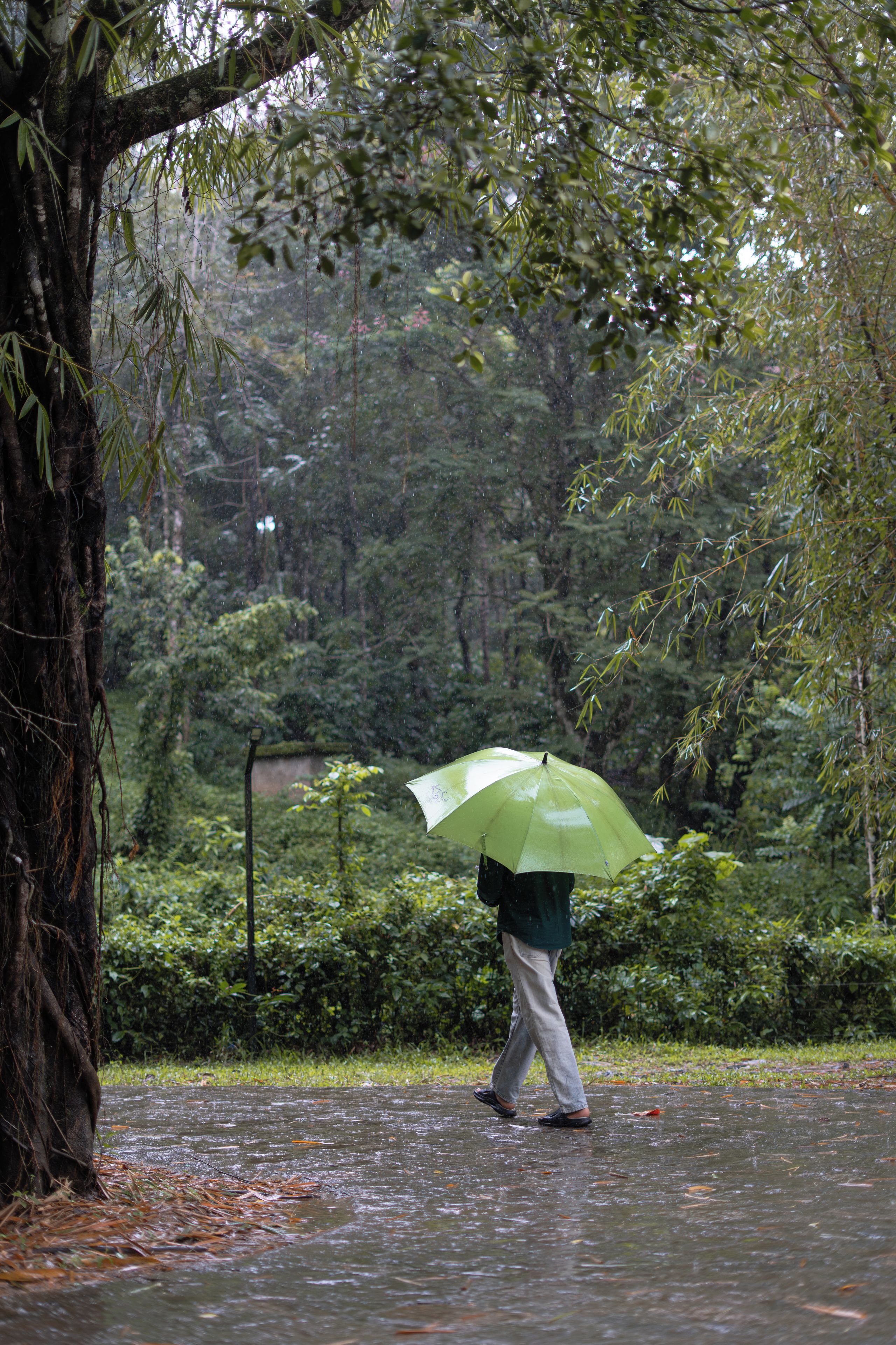 Una persona cammina in una zona bagnata dalla pioggia, con alberi e terreno umido.