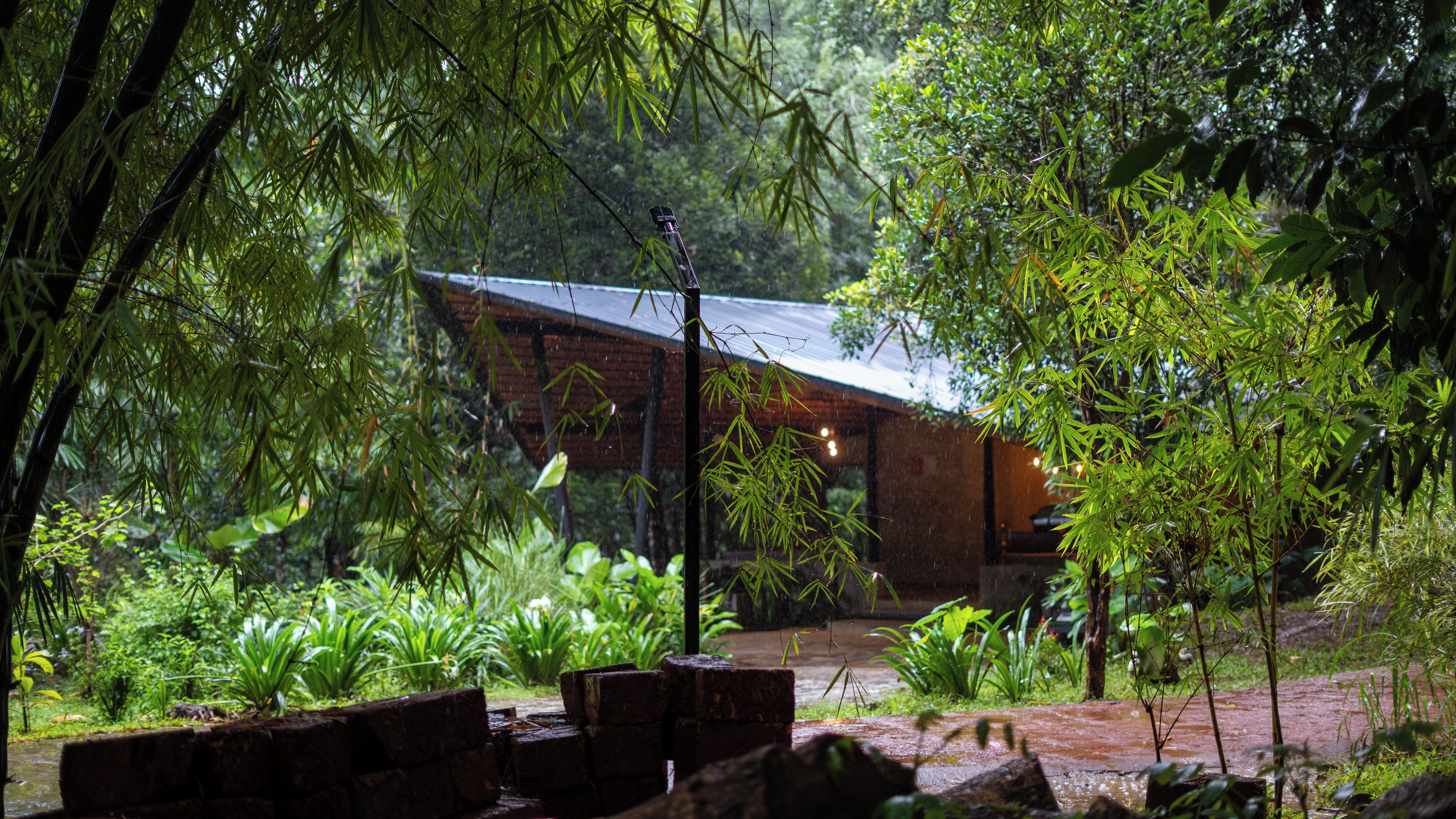 A wooden structure with a sloped roof surrounded by dense bamboo and tropical vegetation.