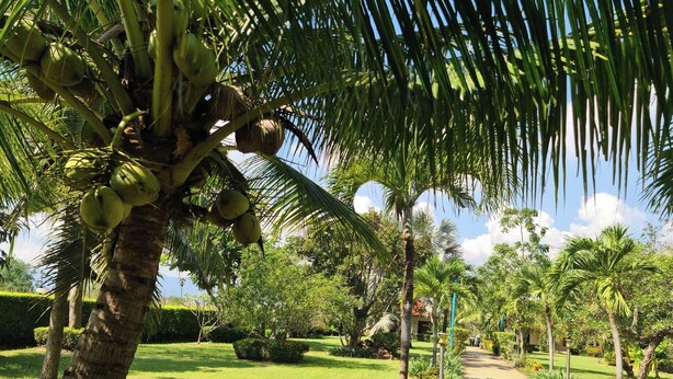 A pathway through a lush garden with palm trees and a variety of greenery. - Beautiful bungalow with shared outdoor pool and 2 km from the sandy beach (Tambon Cha-am)