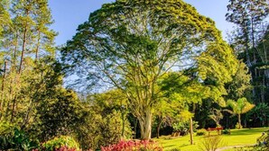 A lush garden with a prominent tree, a pathway, and various plants. - Pousada Pau Brasil (Maringá)
