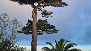 A large tree with a thick trunk and dense foliage, surrounded by a well-maintained lawn and a palm tree. - 50 m from the beach, pretty Breton house in the heart of the Pink Granite Coast (Trégastel)