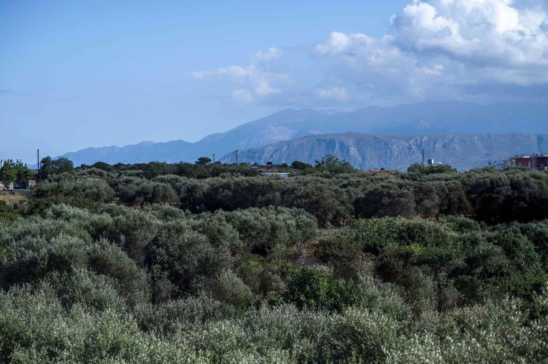 A landscape with dense shrubbery and distant mountains under a clear sky.