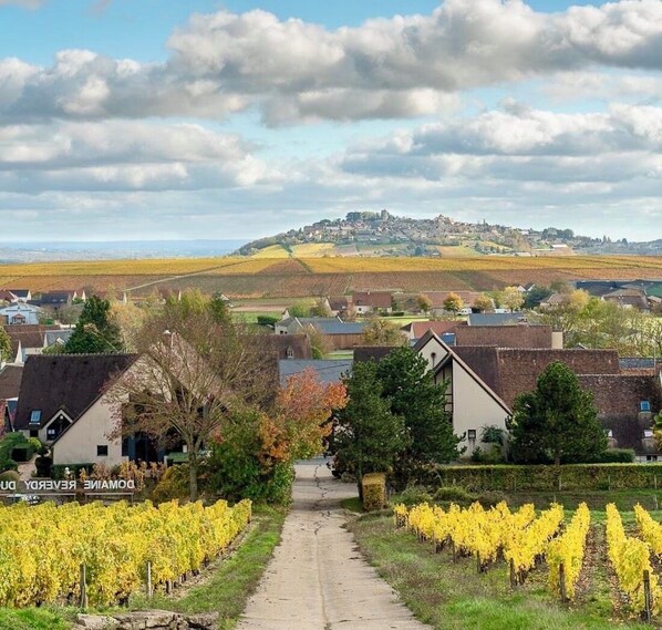 A vineyard with a sign reading "Domaine VERNE D'UN".