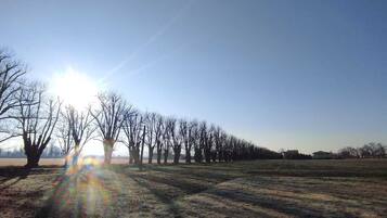 Un paysage rural avec une rangée d’arbres sans feuilles et un bâtiment visible au loin.
