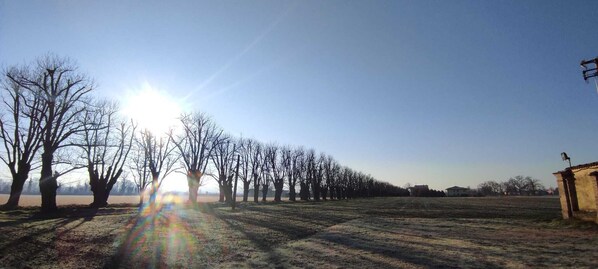 A rural landscape with a row of leafless trees and a building in the distance.