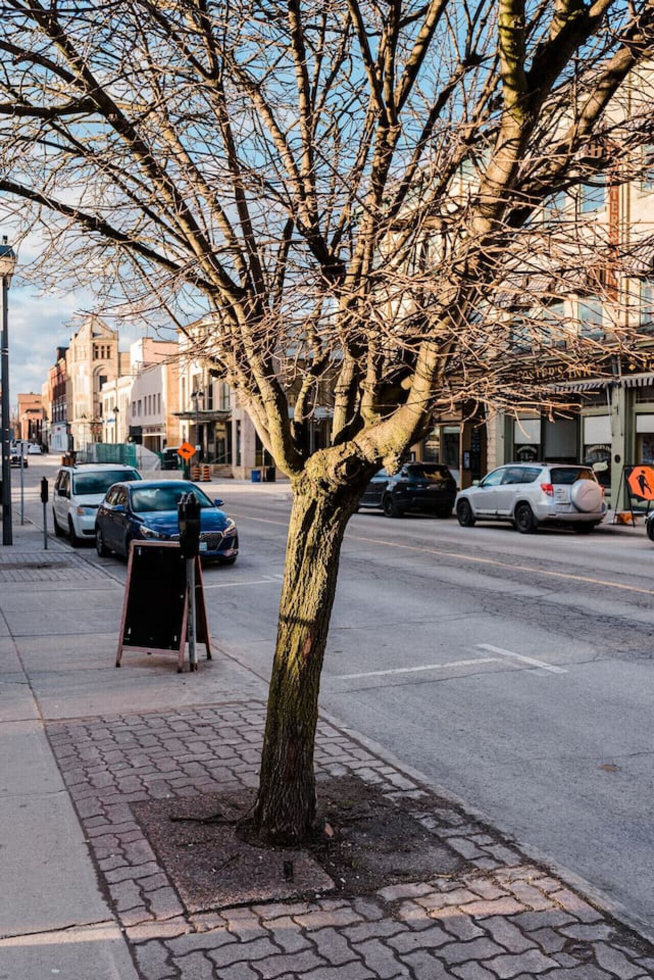 A tree-lined street with parked cars and buildings in the background.