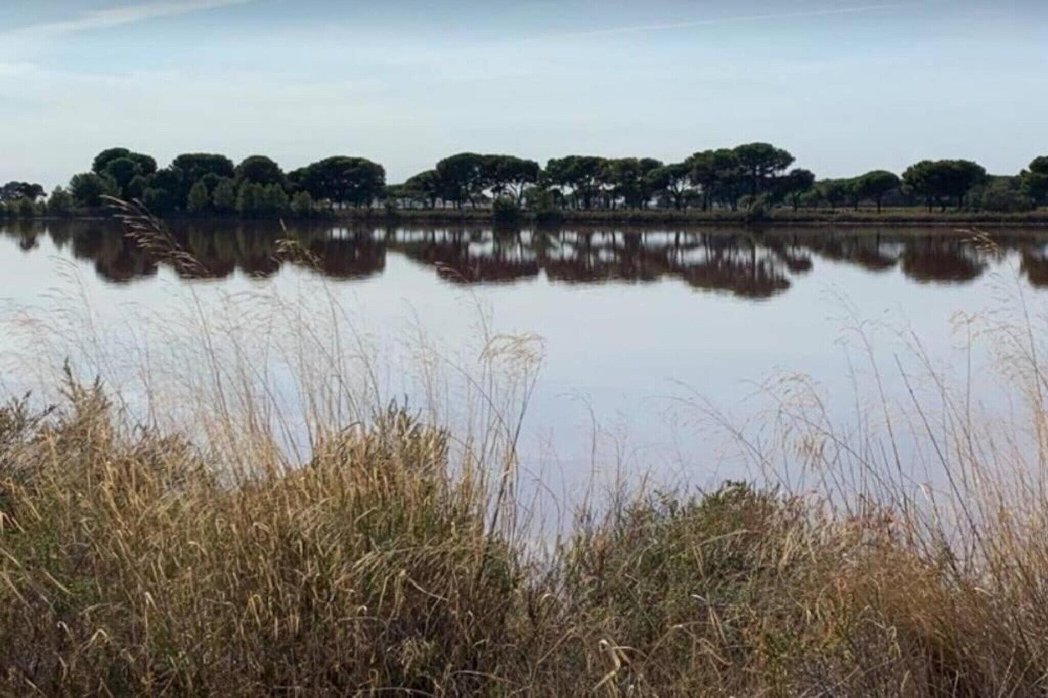 Un lac paisible, avec de hautes herbes au premier plan et des arbres en arrière-plan.