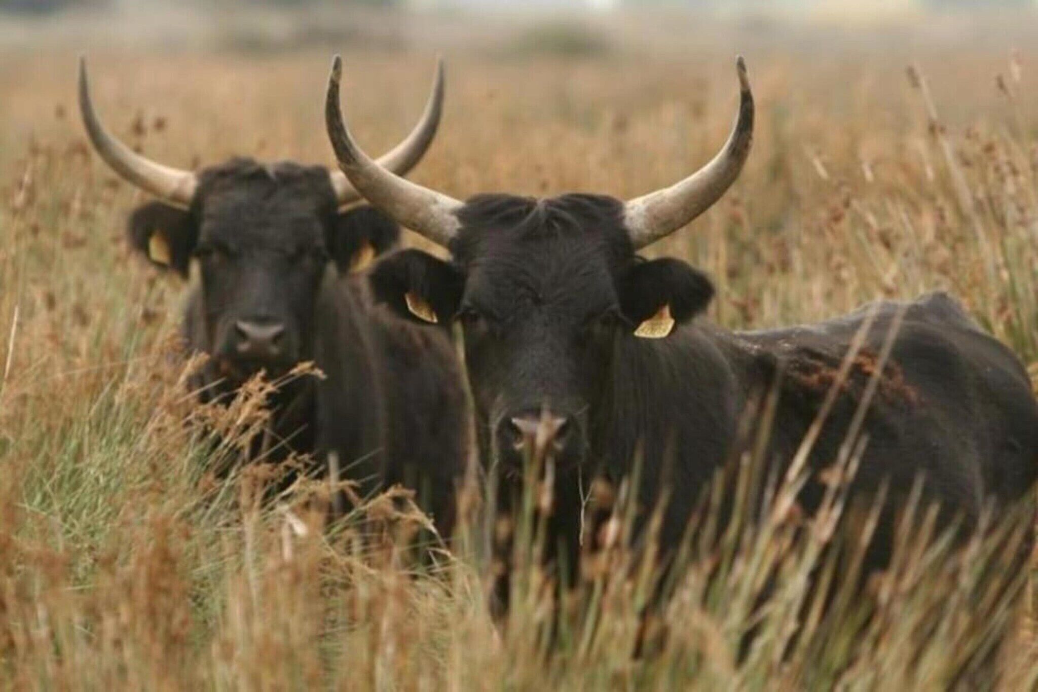 Dos toros negros con grandes cuernos en un campo cubierto de hierba.