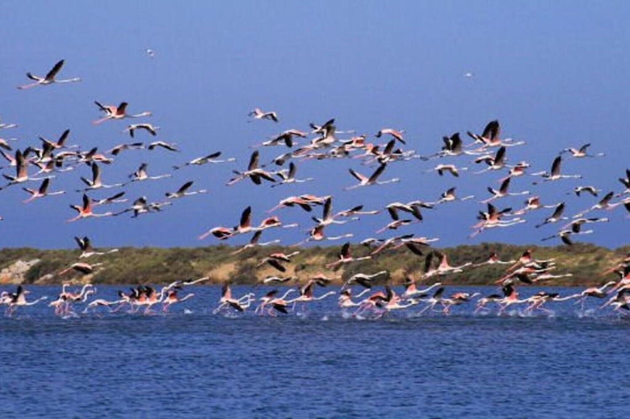 Una bandada de flamencos volando sobre una masa de agua.