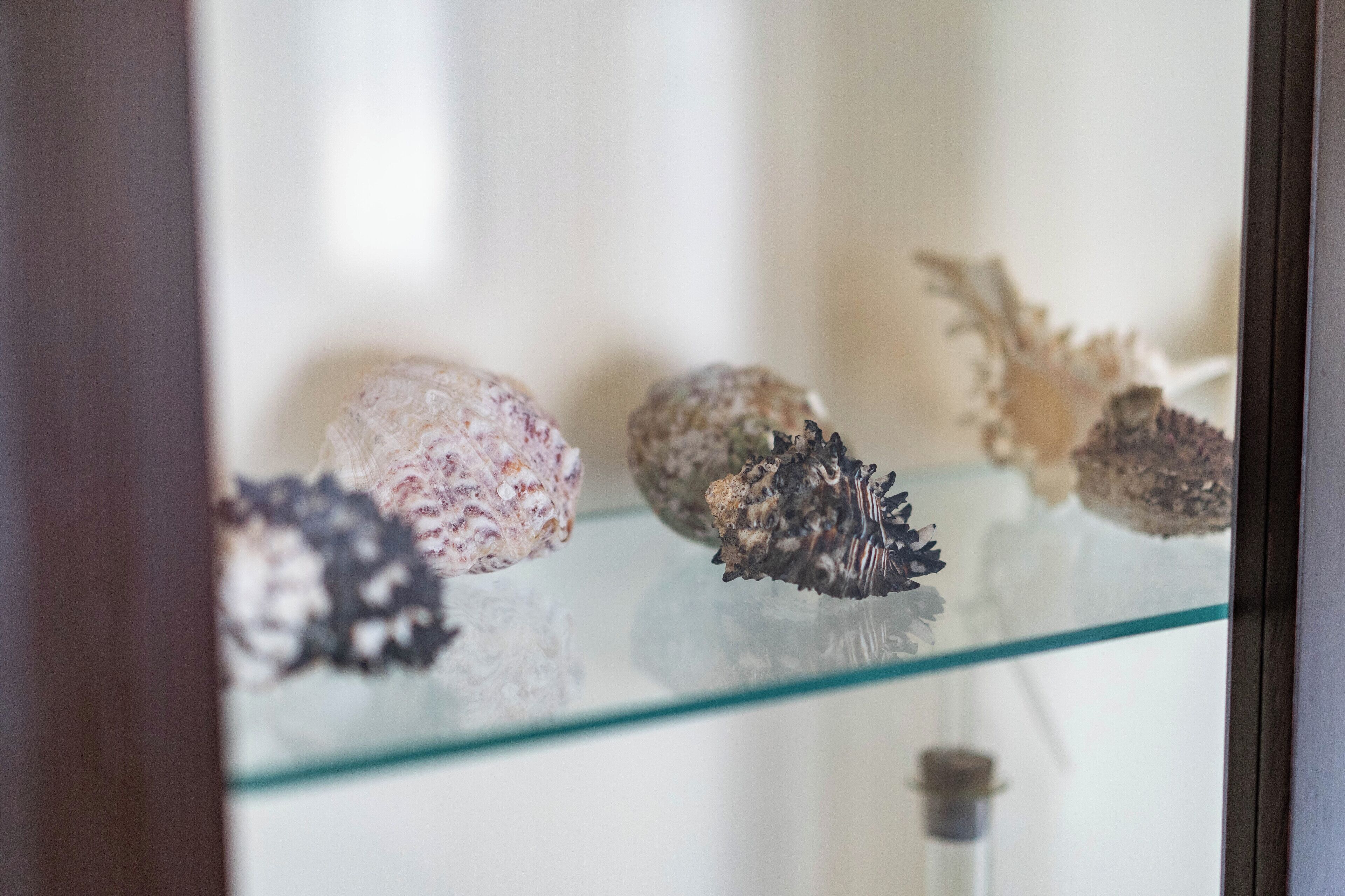 Una vitrina de vidrio con diversas conchas marinas y un objeto decorativo.