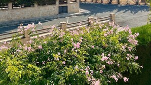 Un área ajardinada con palmeras, arbustos floreados y un muro de piedra.