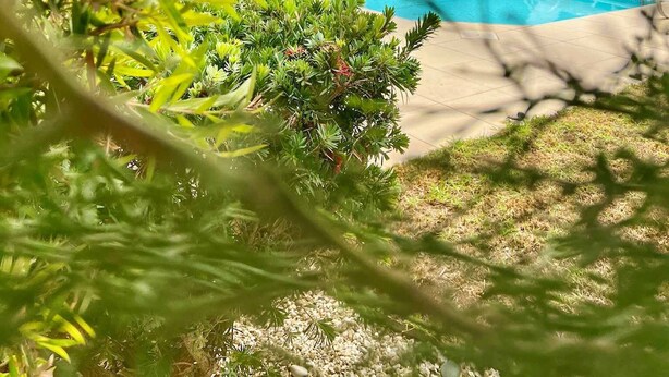 Una piscina con dos sillas reclinables blancas, rodeada de setos bien cuidados y abundante vegetación.