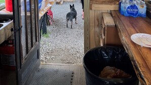 A rustic wooden structure with a gravel floor, a dog standing at the entrance, and a person in the background. - Cozy Cabin (New Lexington)