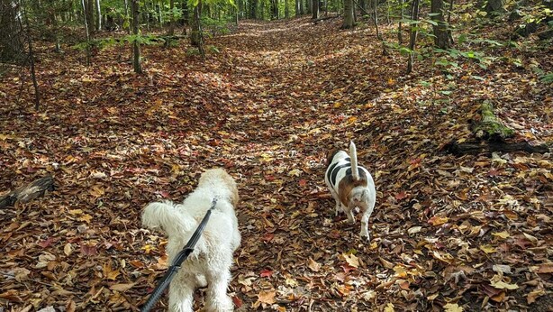 Ein Waldweg mit herabgefallenen Blättern und zwei Hunden an Leinen.