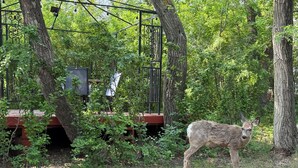 A deer in a wooded area with trees and a metal structure. - Cozy 2BD Retreat Near Danceland in Manitou Beach (Manitou Beach)