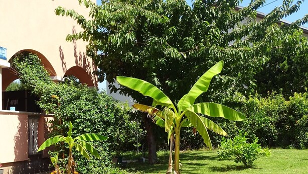 A garden with a banana tree, colorful flowers, and a building with arches. - Apartmani Luna - One Bedroom  Apartment (Sukosan)