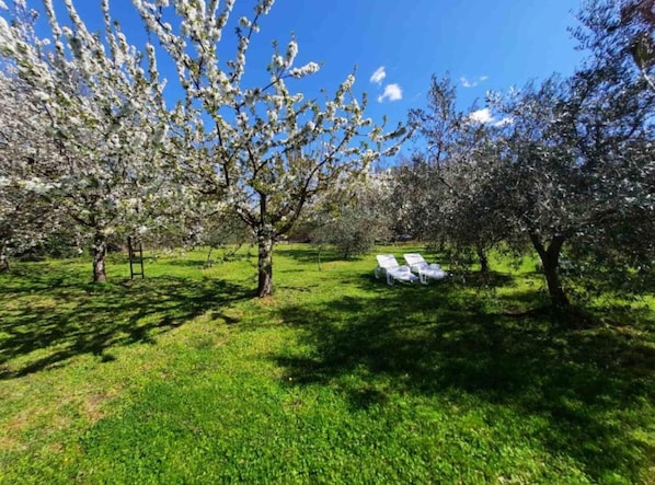 Property grounds - House in Nature - House (Tinjan)