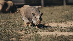 Ein Wildschwein in einem grünen Gehege, im Hintergrund ein Zaun.