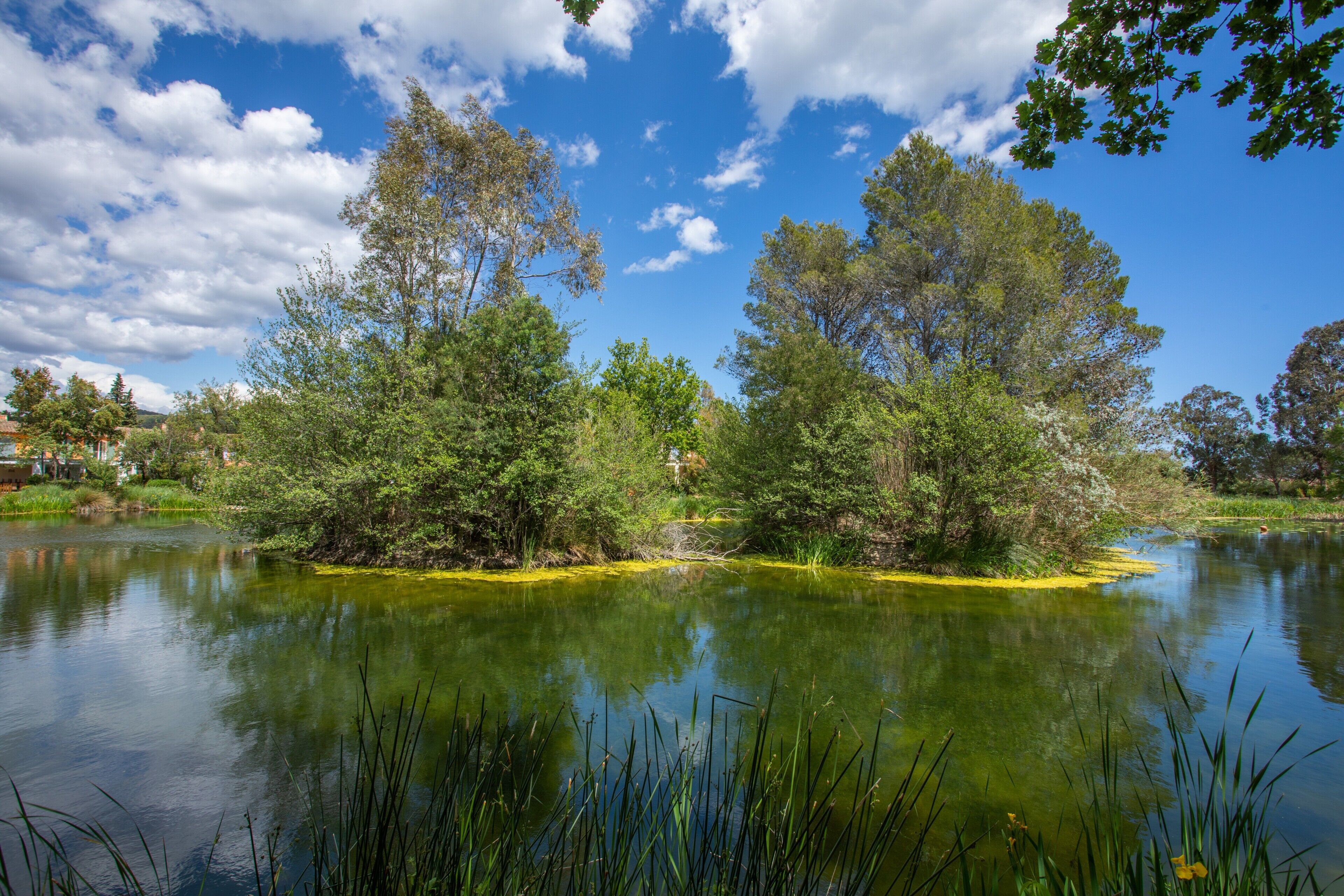 Un lago tranquilo rodeado de árboles y follaje.