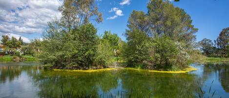 Un lago tranquilo rodeado de árboles y follaje.