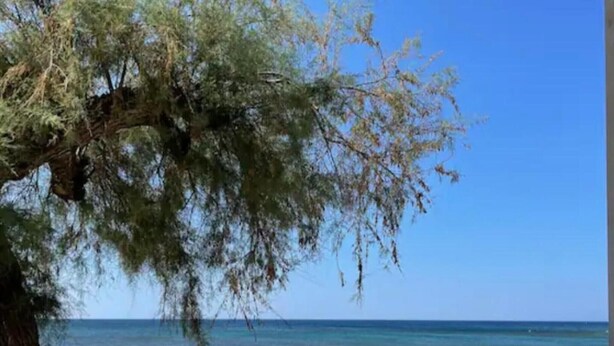 Vista de una playa con un árbol y una valla.