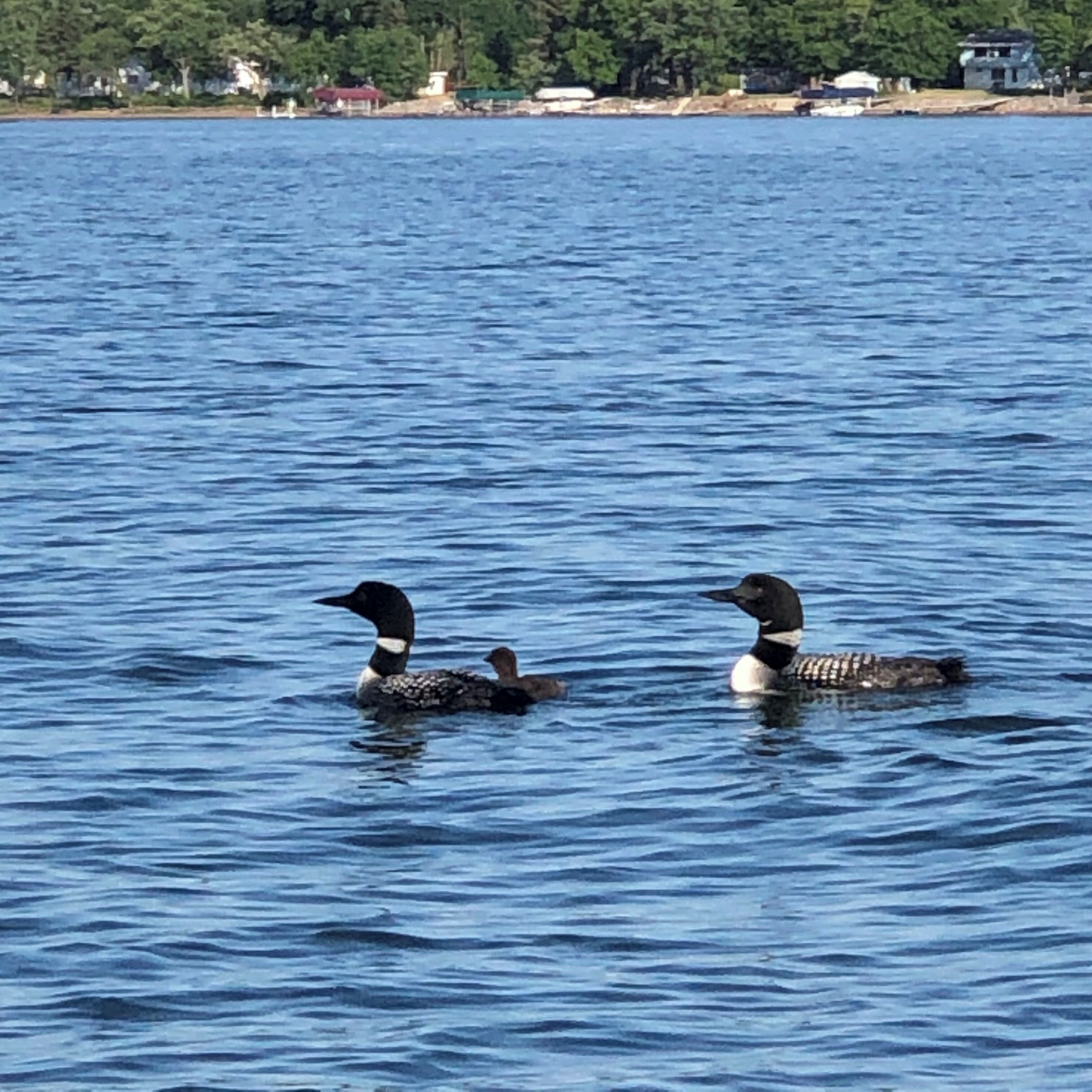 Two ducks swimming in a body of water.