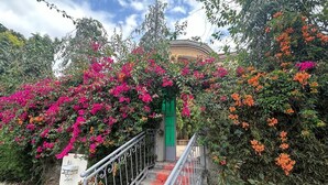 A staircase with metal railings leading to a building entrance, surrounded by lush greenery and vibrant flowers. - Ahaka cottages  (Mbarara)