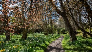 A forest path surrounded by trees with autumn leaves and a variety of flowers.
