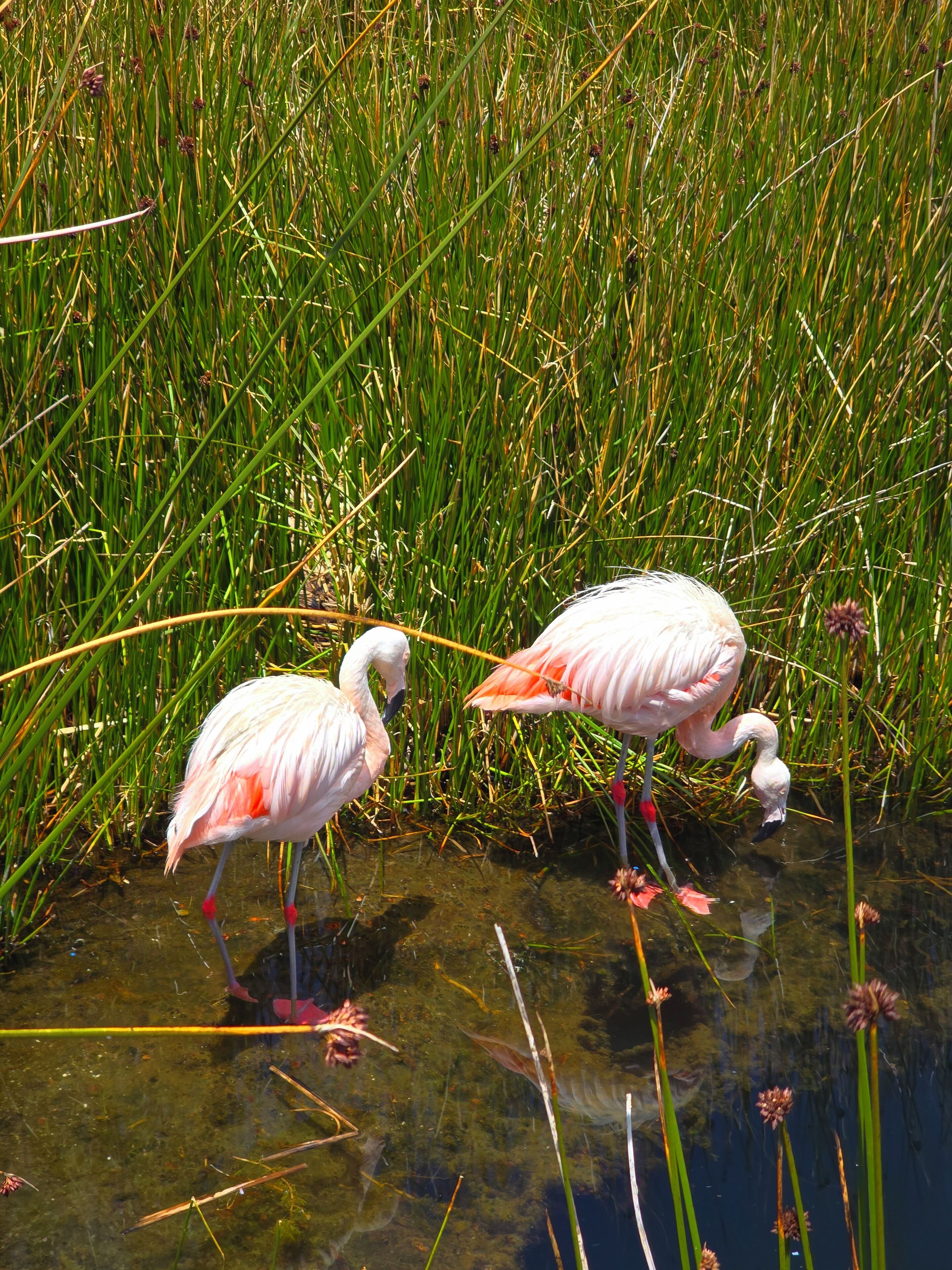 Zwei Flamingos stehen im seichten Wasser, im Hintergrund hohes, grünes Gras.