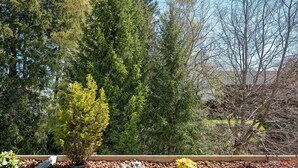 A garden with various trees and plants, a stone pathway, and a building in the background.