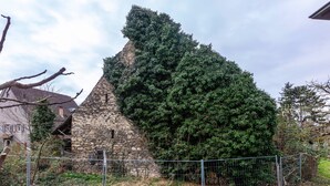 Un edificio de piedra con un gran árbol que crece en su fachada, rodeado por una valla.