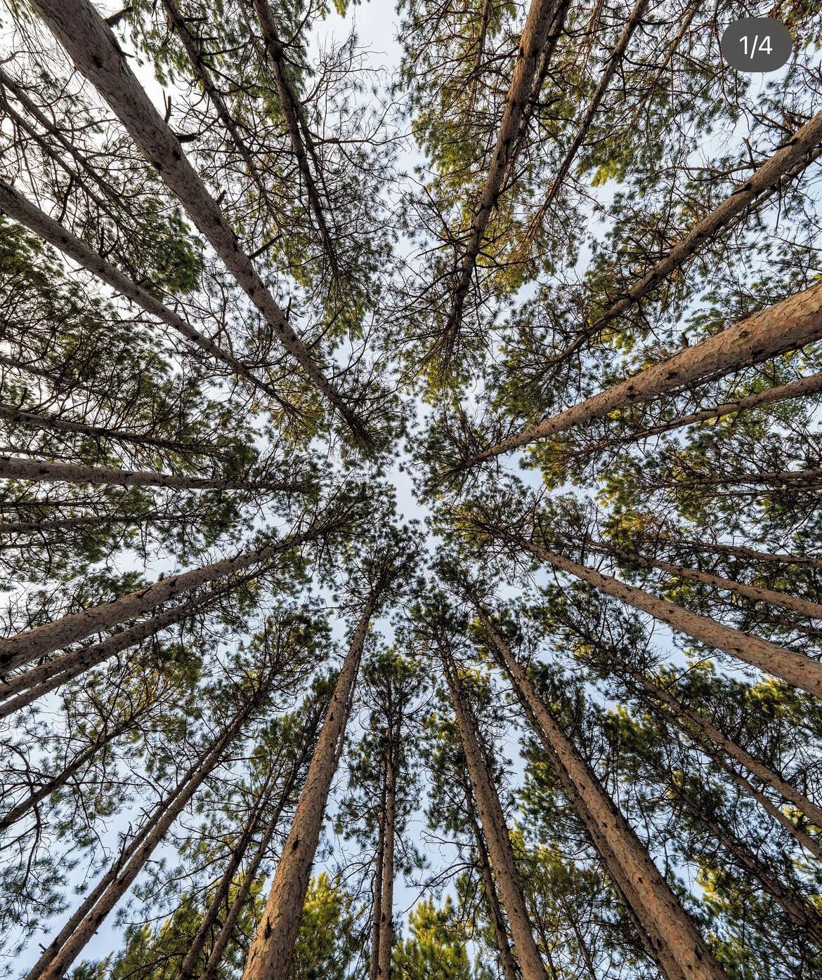 Une vue d’arbres imposants, prise du sol, avec le regard tourné vers le ciel.