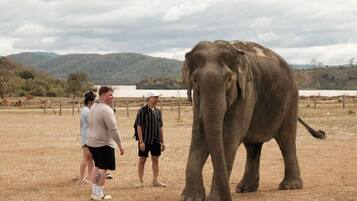 A group of people standing in a dry, open field with a large elephant in the foreground.