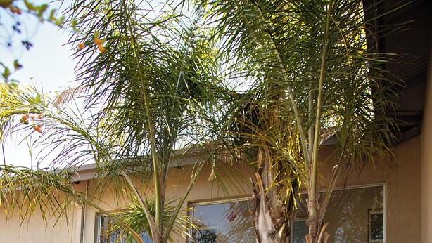 A modern building with large windows, a courtyard with palm trees, and decorative planters. - Stay (Tsantsabane)