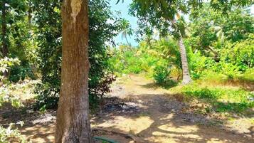 A dirt path surrounded by lush greenery and trees.