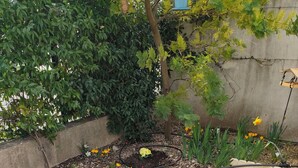A garden with a variety of flowers and plants, a small pond, and a tiled patio area.
