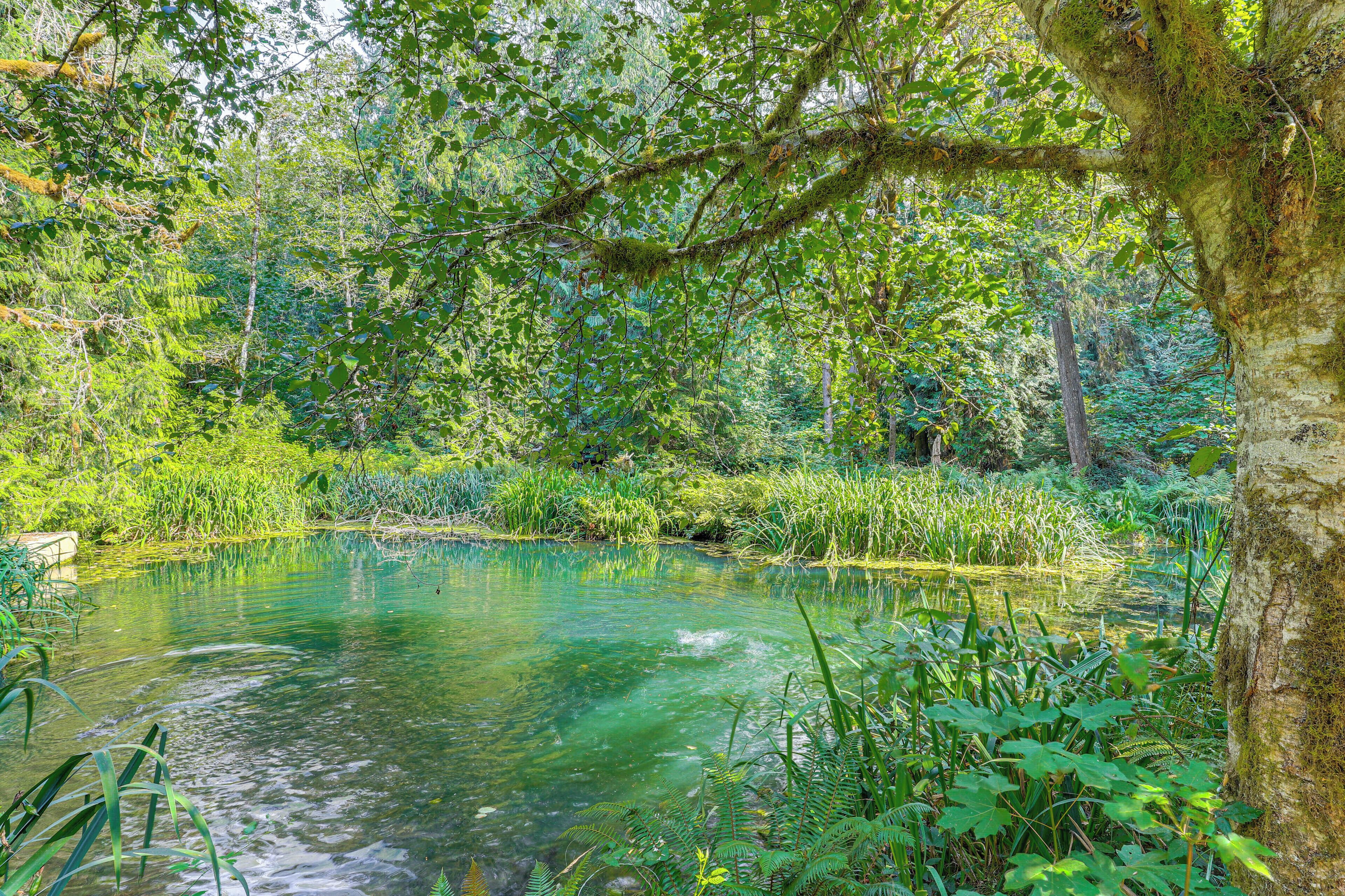 A natural pond surrounded by dense greenery and trees.
