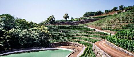 Terraced vineyards with a central pond and a dirt path.