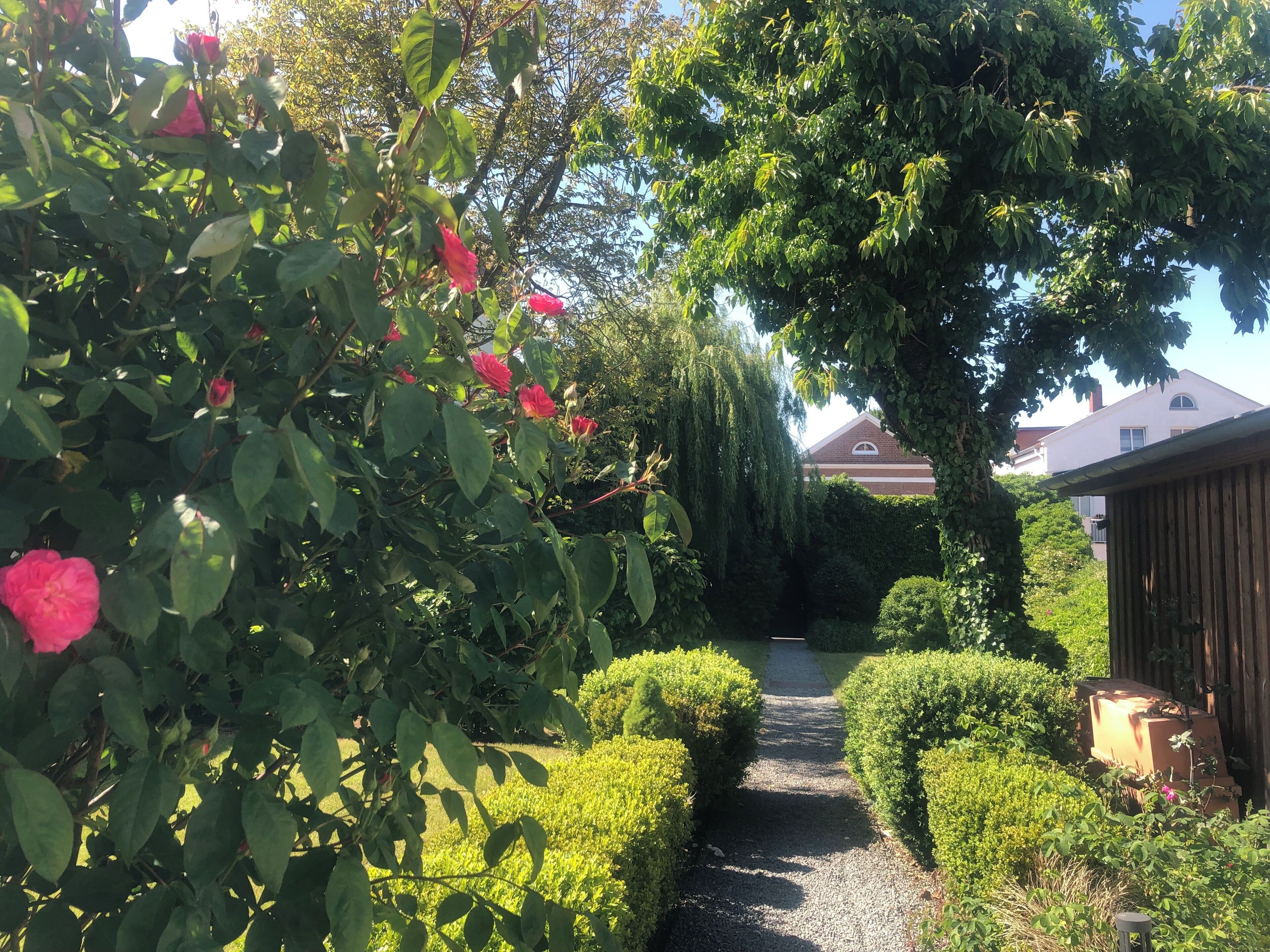 Un chemin de jardin bordé de haies verdoyantes et de fleurs roses en pleine floraison, menant à un bâtiment doté d’un toit en pente.