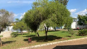A landscaped garden with a variety of trees and shrubs, a concrete pathway, and a grassy area. - anna's homestay (Arusha)