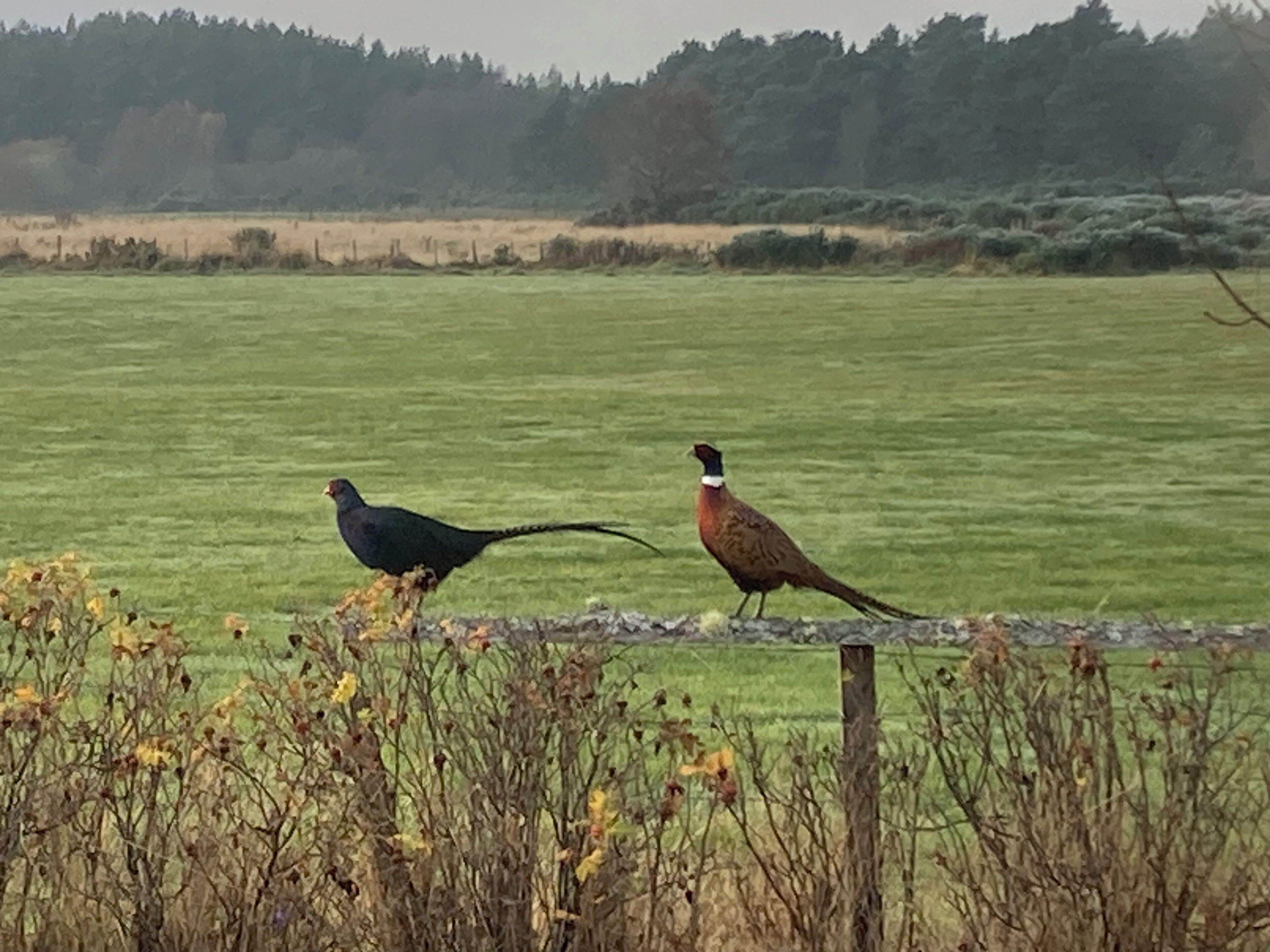 Two birds on a fence with a green field and trees in the background.