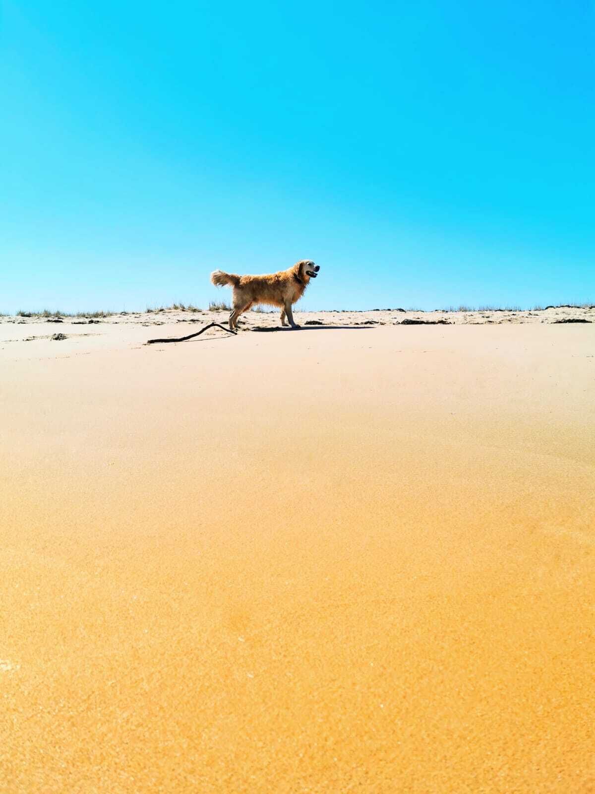 A dog on a sandy beach with a clear blue sky.