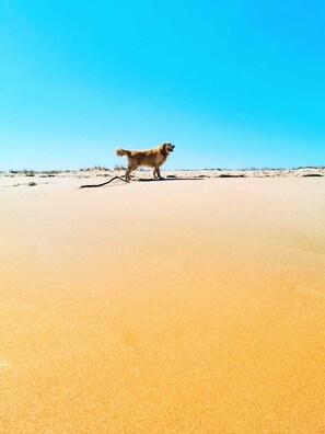 Un chien sur une plage de sable, sous un ciel bleu dégagé.