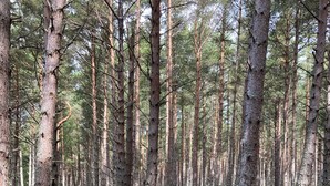 A forested area with a dirt path. - Pet-friendly luxury garden apartment surrounded by woodland and fields. (Clashmore)